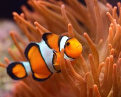 Clownfish in coral