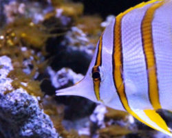 Striped fish